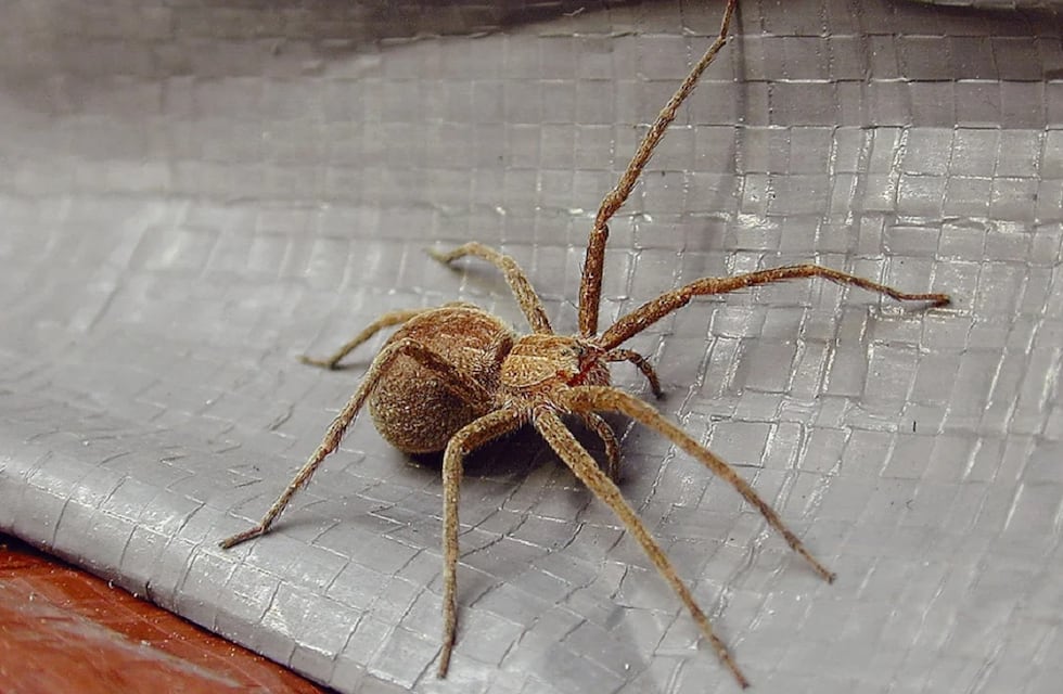 Parece un cuento de terror: un grupo de científicos convirtió arañas muertas en robots que funcionan como pinzas