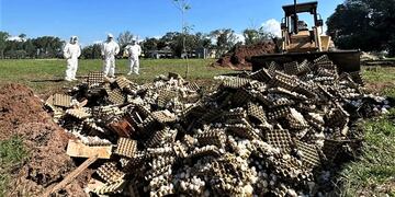 La Avícola Santa Ana habría tenido una pérdida de 7 millones de pesos.