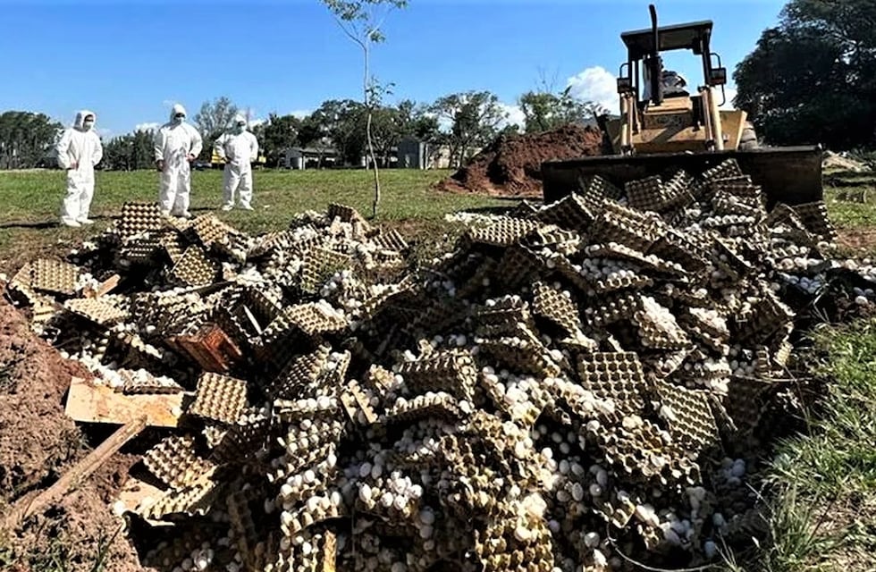 Qué está pasando con Avícola Santa Ana, la empresa correntina a la que SENASA le ordenó tirar 360.000 huevos