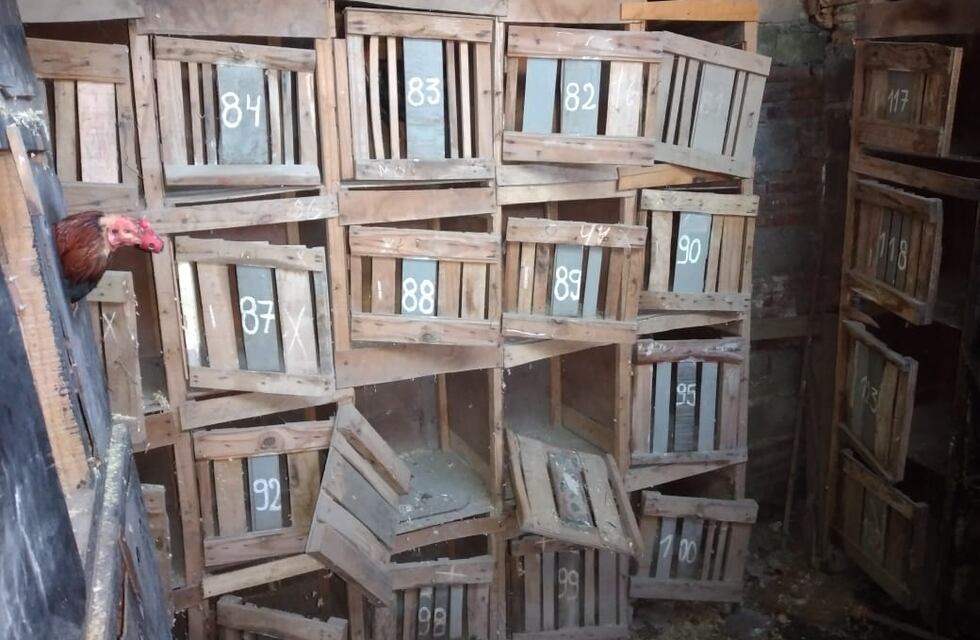 Más de 60 demorados en una riña de gallos