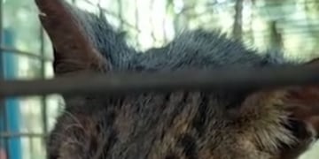 San Pedro: hallan un gato tirica en el patio de una vivienda.