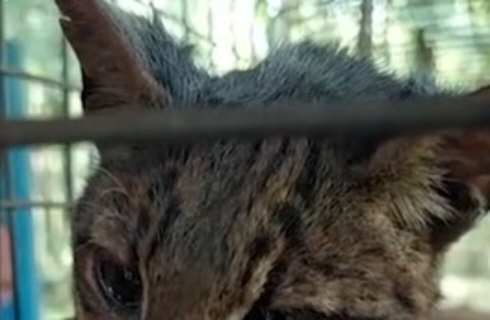 San Pedro: hallan un gato tirica en el patio de una vivienda