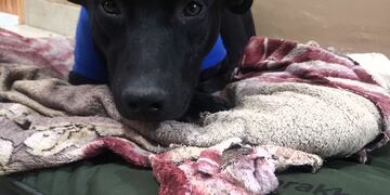 El objetivo de la iniciativa es abrigar a todos los perros que viven a la intemperie en Salta.