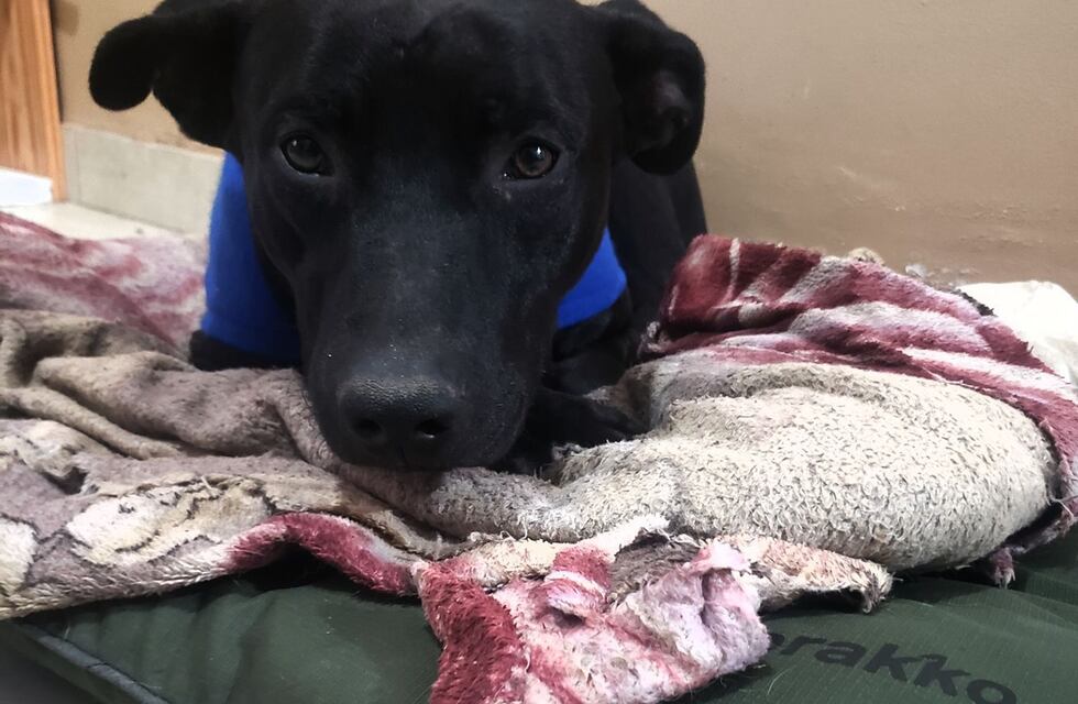 Salteños solidarios abrigan a los perros callejeros del frío