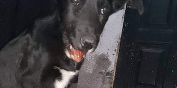 Una veterinaria de Mendoza pide colaboración para costear los gastos de cirugía e internación de una perra que fue atacada.