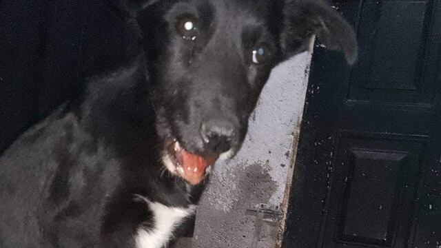 Una veterinaria de Mendoza pide colaboración para costear los gastos de cirugía e internación de una perra que fue atacada.