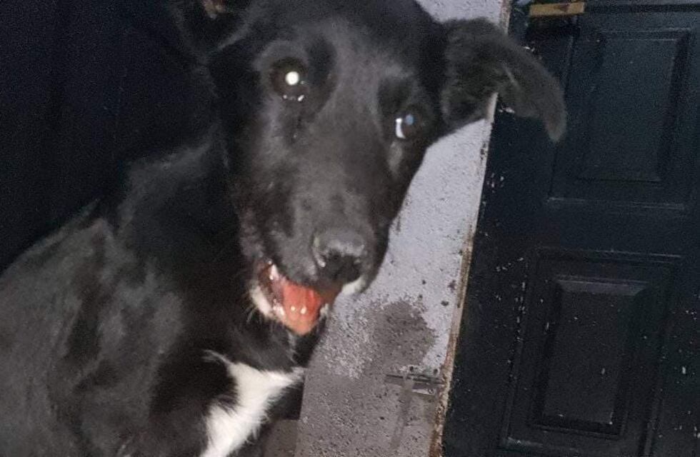 Una veterinaria de Godoy Cruz pide colaboración para costear la cirugía de una perra