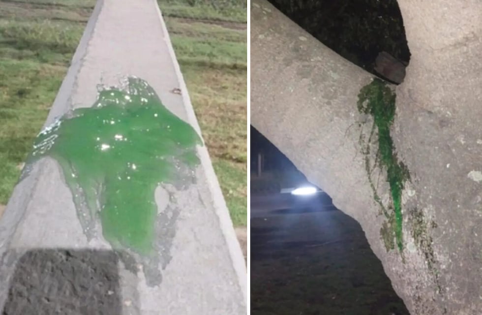 De terror: vecinos se alarmaron al encontrar una extraña “baba” verde que recorre las calles de La Plata
