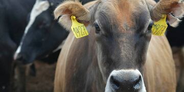 El precio del novillito subió abruptamente.