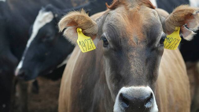 El precio del novillito subió abruptamente.