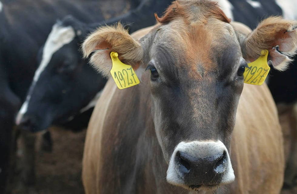 El abrupto salto del valor de la carne en Córdoba: cuánto subió en una semana