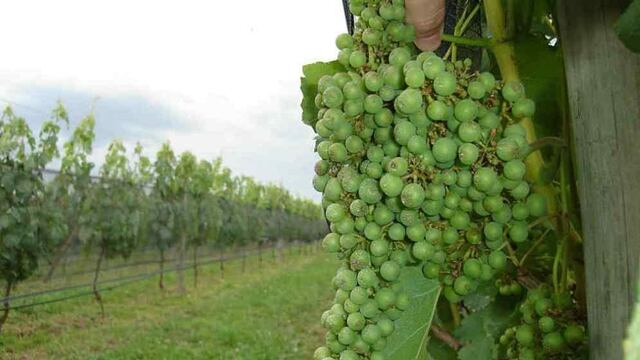 FRAGILIDAD. La uva es un fruto muy sensible a los climas extremos. (LA VOZ)