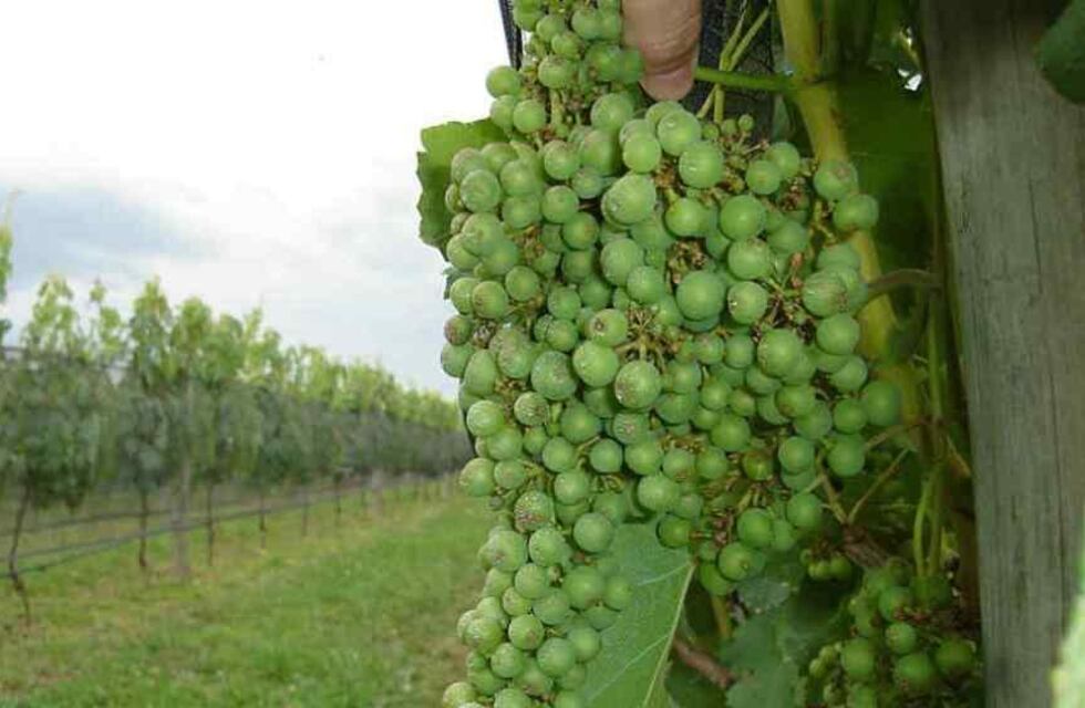 ¿Viñedos en Santa Fe? Darán una charla para potenciar el sector en Bella Italia