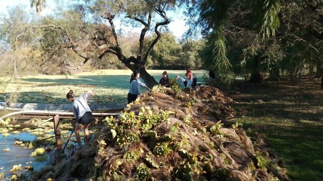 Repollitos de agua en Laguna del parque Gualeguaychú