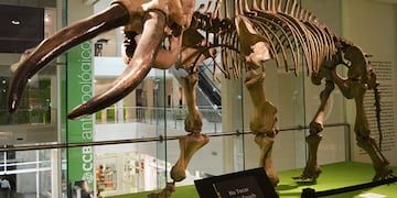 Esqueleto del Notiomastodon platensis. (Centro Cultural del Bicentenario de Santiago del Estero)