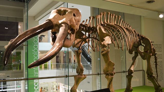 Esqueleto del Notiomastodon platensis. (Centro Cultural del Bicentenario de Santiago del Estero)