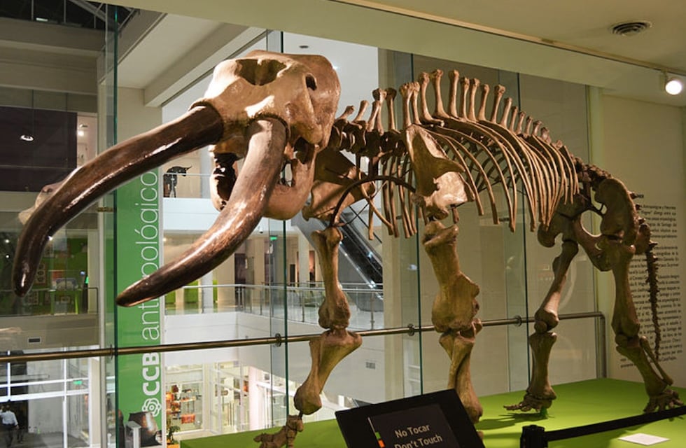 Córdoba: tenía los restos de un animal prehistórico en su casa