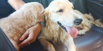 Efectivos policiales recuperaron dos perros que habían sido robados en Posadas.