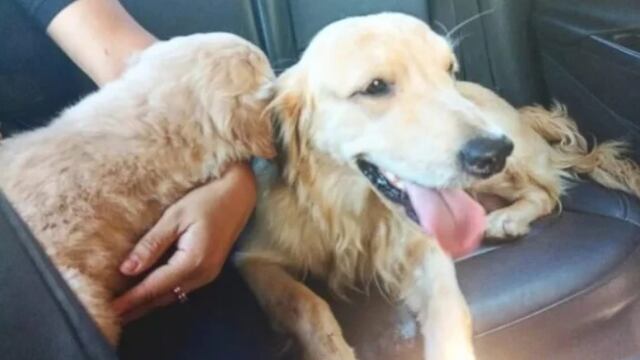 Efectivos policiales recuperaron dos perros que habían sido robados en Posadas.