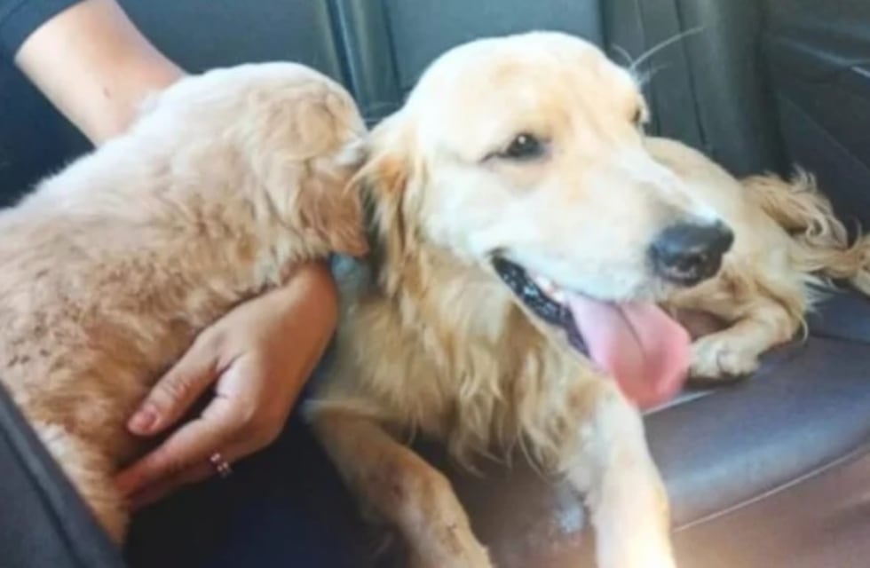 Efectivos policiales recuperaron dos perros que habían sido robados en Posadas