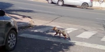 Piden que quienes lo vean denuncien a Policía Ambiental.