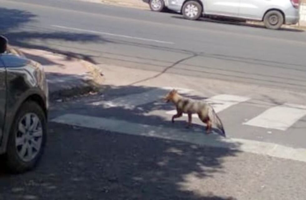 Buscan a un zorro suelto en la zona del Centro y Nueva Córdoba