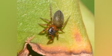 Misiones: descubren una nueva araña saltarina y la nombraron “Scaloneta”.