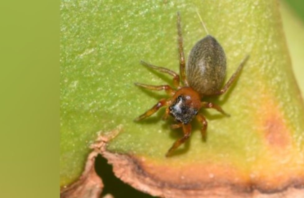 Misiones: descubren una nueva araña saltarina y la nombraron “Scaloneta”
