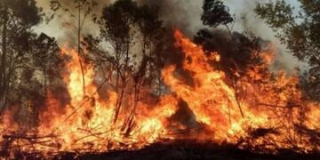 Casi 600 mil hectáreas de Corrientes fueron consumidas por el fuego.