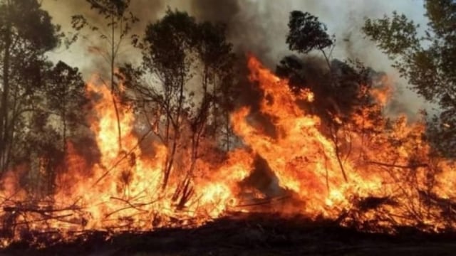 Casi 600 mil hectáreas de Corrientes fueron consumidas por el fuego.