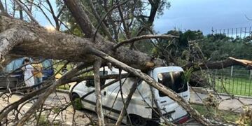Tormenta en Córdoba. El viento provocó la caída de un árbol en el Parque Sarmiento. (Gentileza)