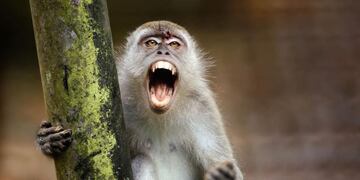 Un mono vivió un divertido momento intentando robar la bandera de Chaco.