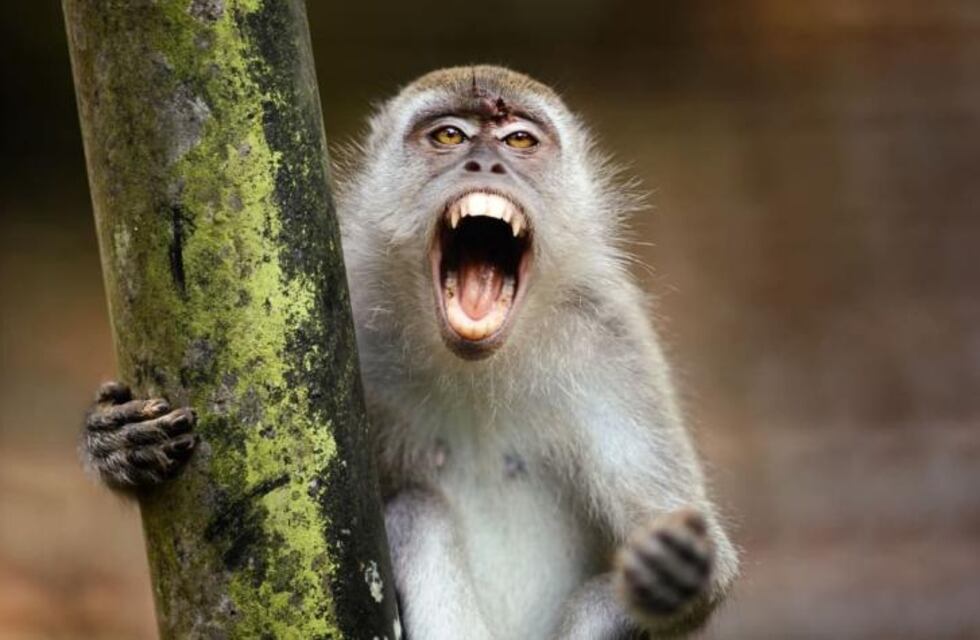 Insólito video: un mono se colgó de un cable de luz e intentó robar una bandera de Chaco