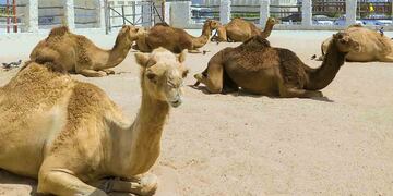 El Mundial se disputará en Qatar, un país con mucho desierto.