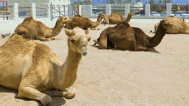 El Mundial se disputará en Qatar, un país con mucho desierto.