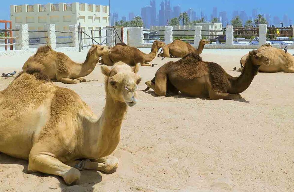 La Mona Jiménez llegó a Qatar: el desopilante momento de un cordobés durmiendo la siesta en el desierto