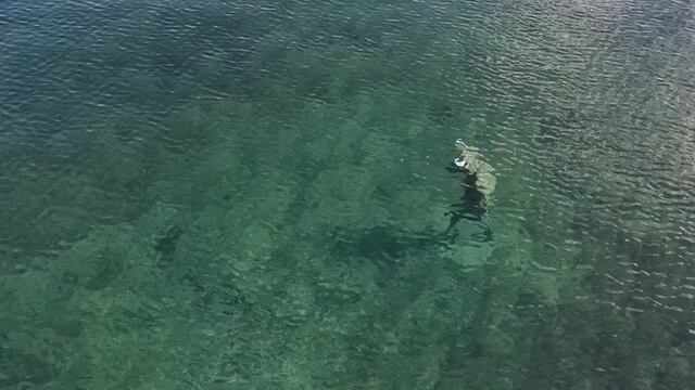 Encontraron la escultura de un minotauro en las profundidades del lago Mari Menuco.
