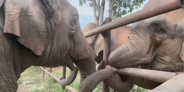 Pocha y Guillermina en el santuario en Brasil Foto. Foto: Facebook Global Sanctuary for Elephants