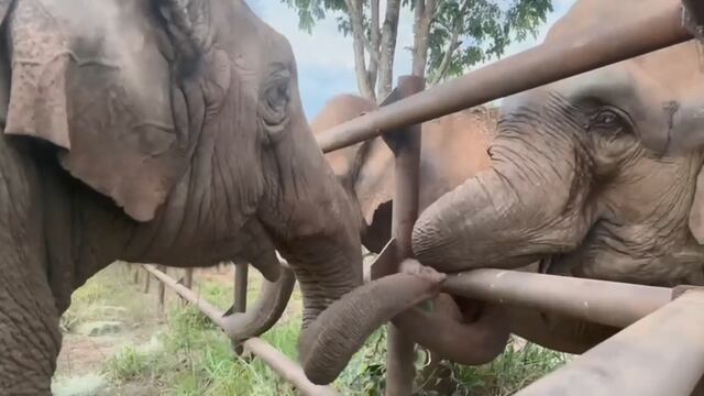 Pocha y Guillermina en el santuario en Brasil Foto. Foto: Facebook Global Sanctuary for Elephants