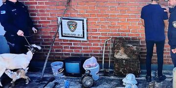 Capioví: detienen a una pareja por el robo de animales de granja.