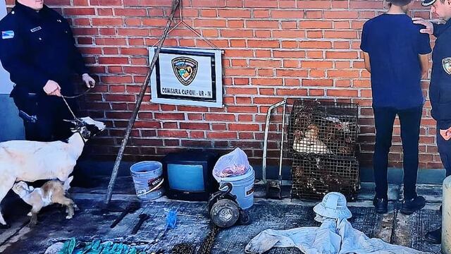 Capioví: detienen a una pareja por el robo de animales de granja.