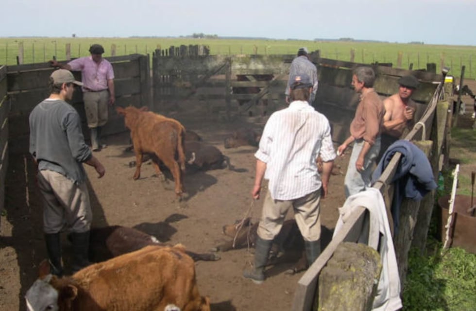 El dolor en las castraciones bovinas