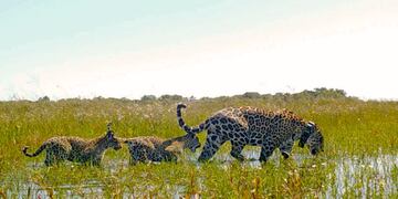 Yaguaretés en el Iberá.