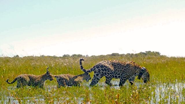 Yaguaretés en el Iberá.