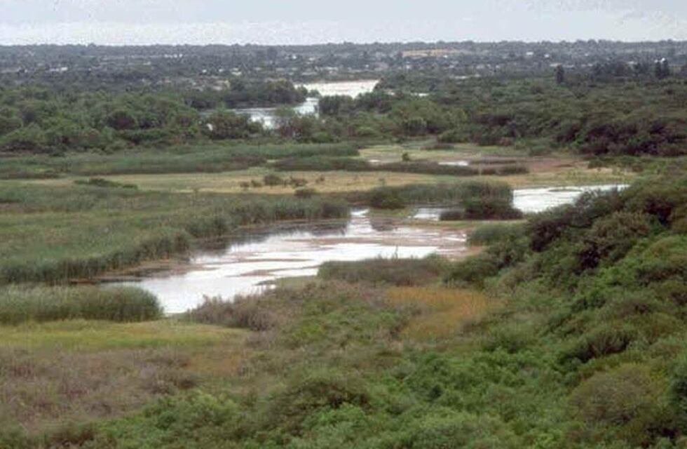 Majestuoso: regresaron a un animal en peligro de extinción a su hábitat en Córdoba