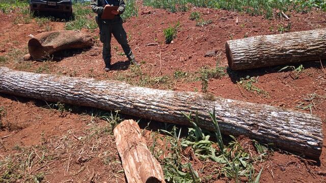 Oberá: decomisan rollos de madera nativa de la especie Peteribí