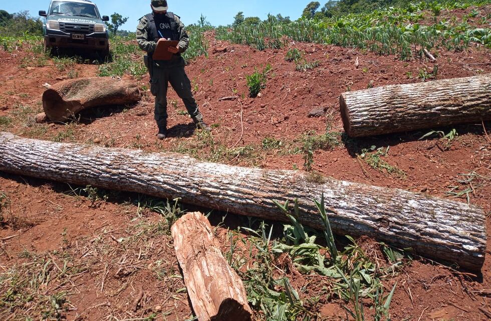 Oberá: decomisan rollos de madera nativa de la especie Peteribí