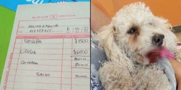 Villa María. El caniche debió ser atendido y necesitó una cirugía.