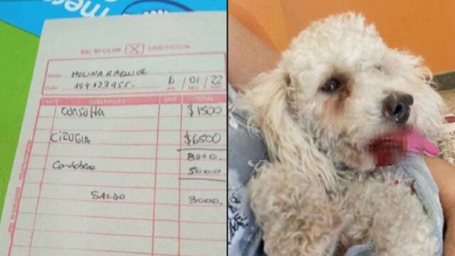 Villa María. El caniche debió ser atendido y necesitó una cirugía.