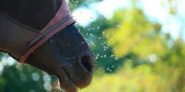 Qué es la encefalitis equina y por qué no deberías dejar que los mosquitos te piquen. (Gentileza/ Los Andes)